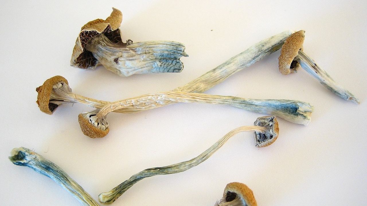 Psychedelics Research Needs Coordination. This Funder Collaborative Wants to Help