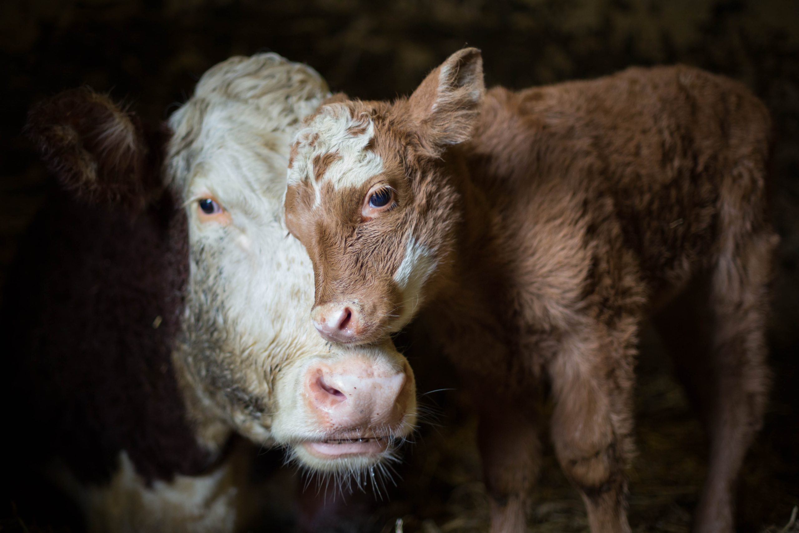 Farmed Animal Funders Affinity Group Sees Spike in Next-Gen Donors